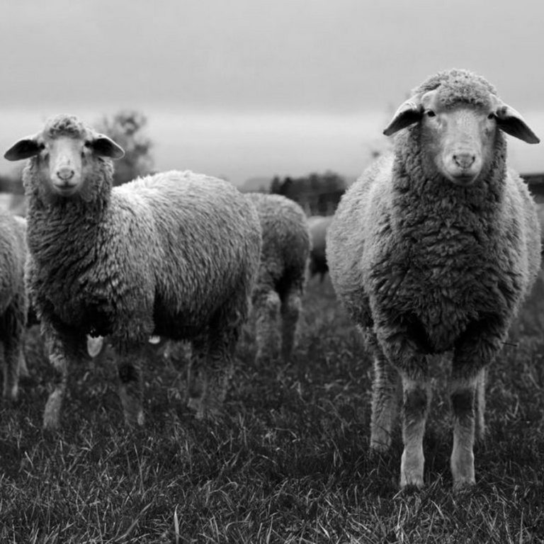 12755510554 fe00646151 o 805x0 c default Kopiraj