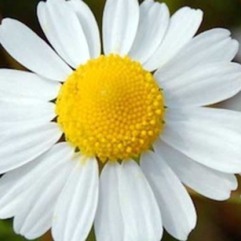 2.5. cvijet kamilice 56fbb26d7aa99 1459335882534 630x390c