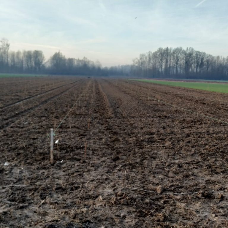 Danijel Delic start up iuvenes