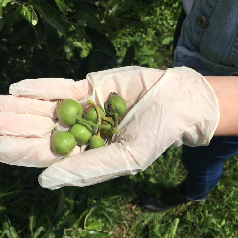 Iuvenes Fructus matej