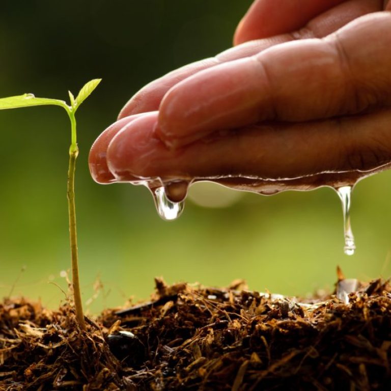 budi zrno koje 1024x678