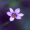 little-flower-1